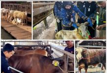 Penjualan Sapi Kurban Lampung 2026 Naik 40,15 Persen, Domba Melonjak 121,76 Persen