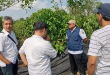 PHC Gubernur Mirza Percepat Pertumbuhan Kebun Kopi Hanakau