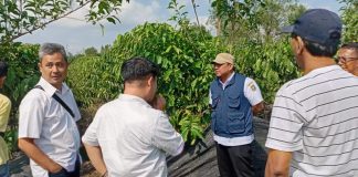 PHC Gubernur Mirza Percepat Pertumbuhan Kebun Kopi Hanakau
