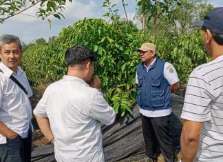 PHC Gubernur Mirza Percepat Pertumbuhan Kebun Kopi Hanakau