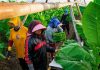 PTPN I (Persero) Jaga Praja dan Ekonomi Petani Pemilik Lahan di Jember