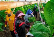 PTPN I (Persero) Jaga Praja dan Ekonomi Petani Pemilik Lahan di Jember