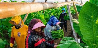 PTPN I (Persero) Jaga Praja dan Ekonomi Petani Pemilik Lahan di Jember
