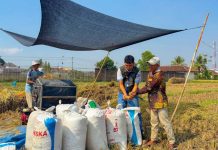 BULOG Lampung Serap 471.767 Ton Gabah, Naik 19,13 Persen