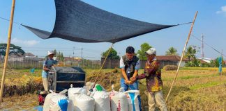 BULOG Lampung Serap 471.767 Ton Gabah, Naik 19,13 Persen
